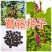 葛藤种子爬山虎牵牛花油麻藤大翼豆边坡矿山绿化护坡爬藤植物