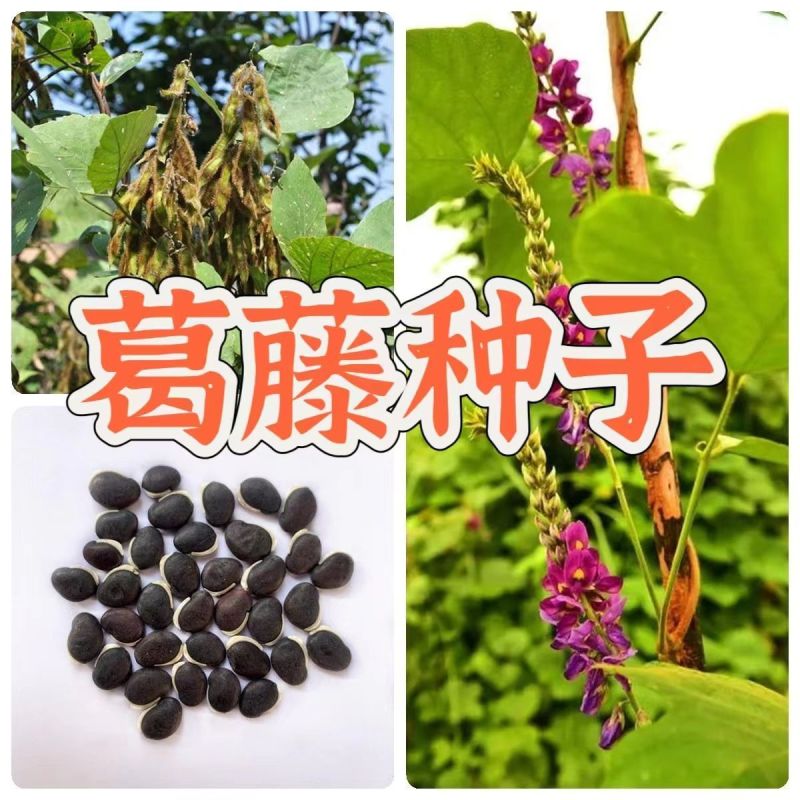 葛藤种子爬山虎牵牛花油麻藤大翼豆边坡矿山绿化护坡爬藤植物
