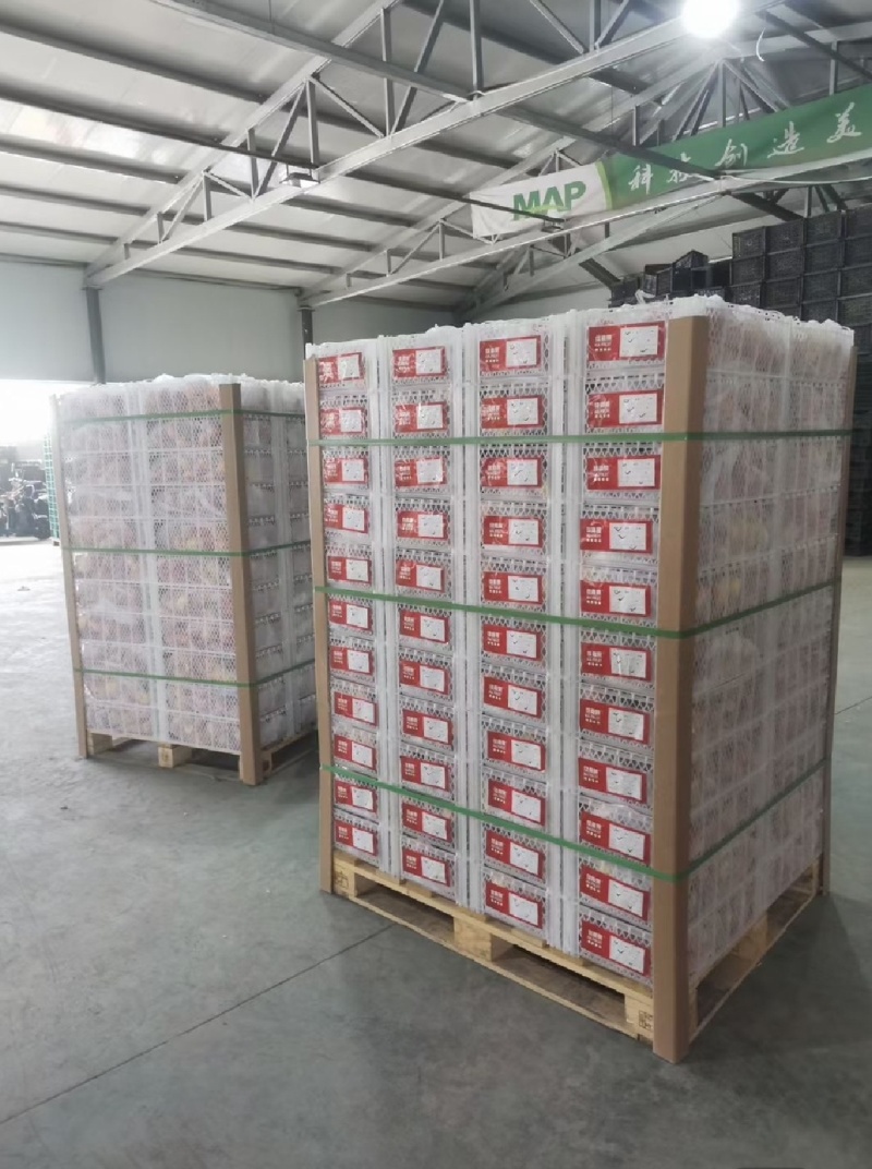 2025精品中油四号油桃/可对接电商/支持一件代发
