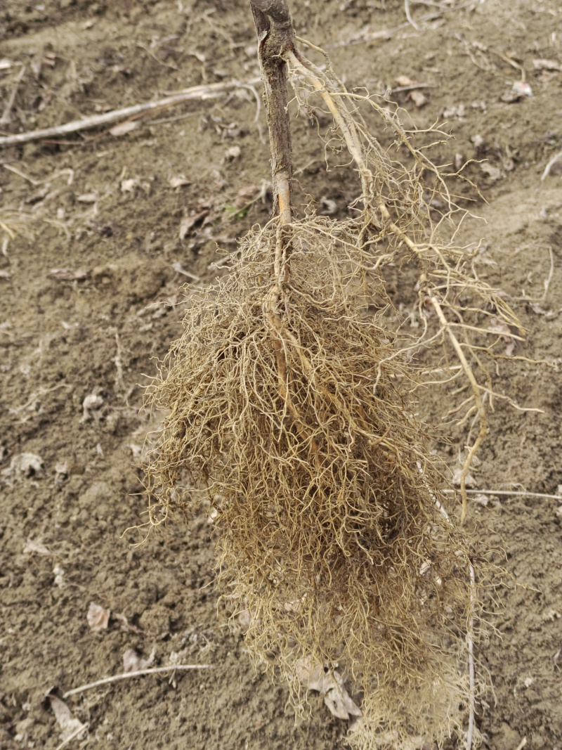 【实力推荐】对鄂水杨桃实生苗对接全国可视频看货