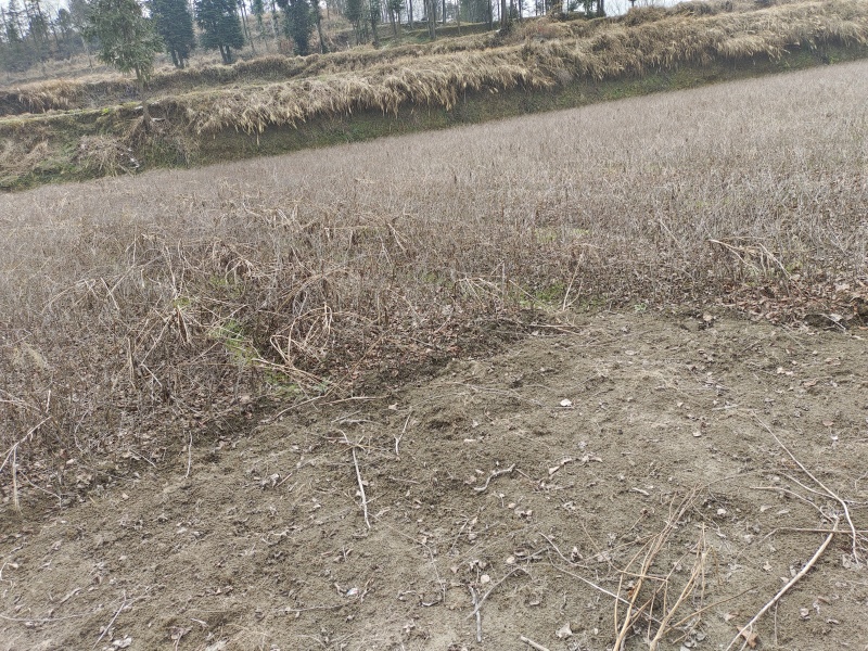 【实力推荐】对鄂水杨桃实生苗对接全国可视频看货