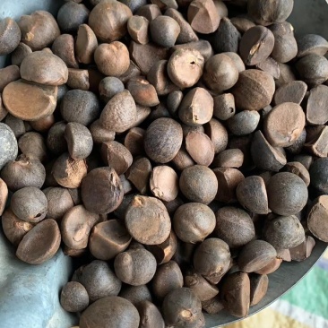 广西高油量手摘落地茶籽