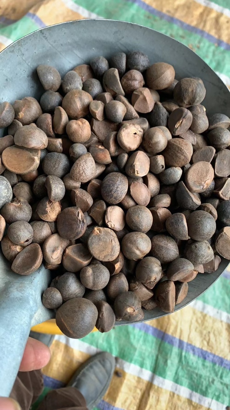 广西高油量手摘落地茶籽