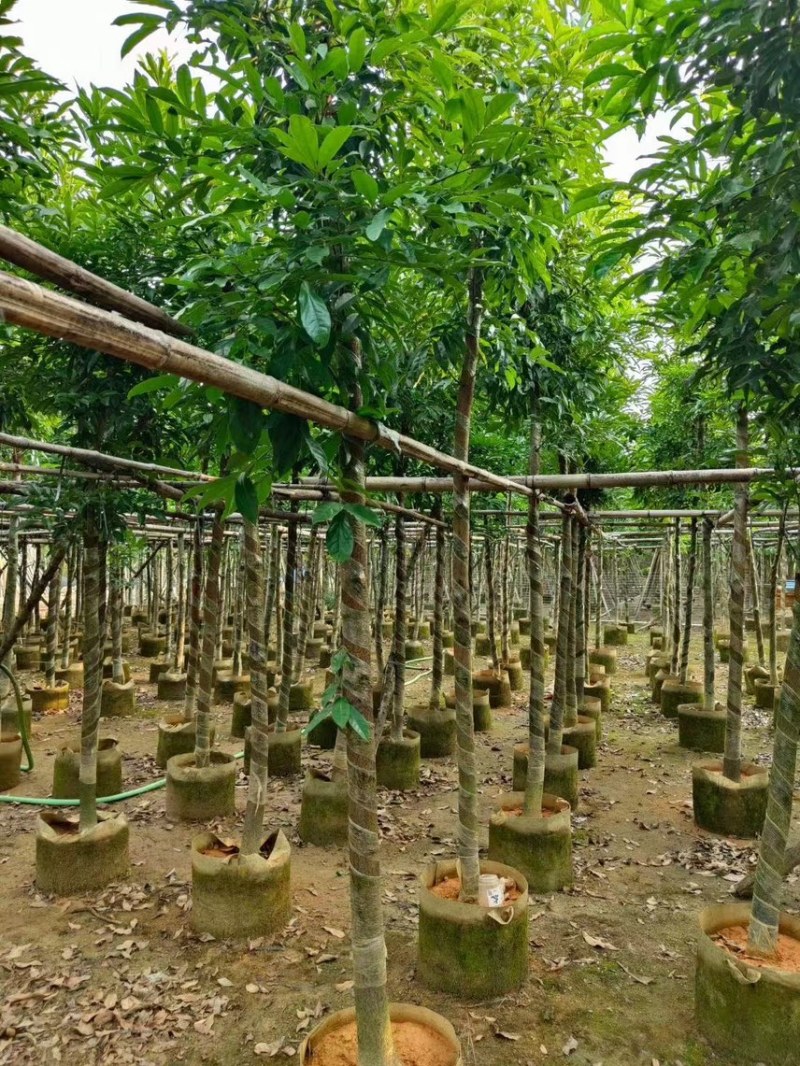 海南红豆，原生苗，移植苗3-4-5-6-8-10-12分