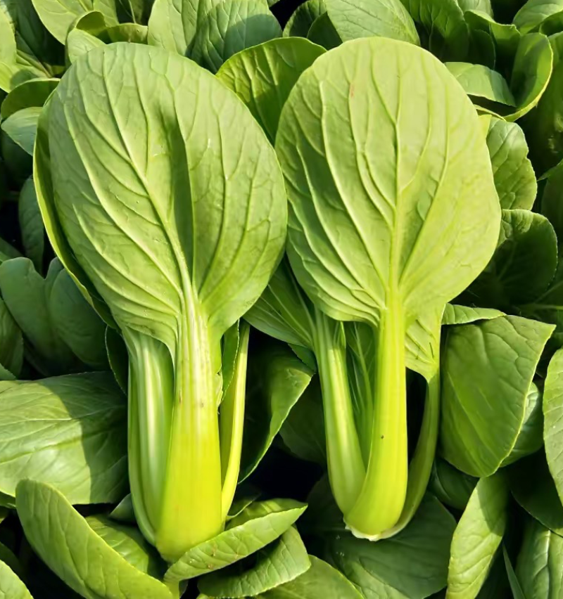 上海青小青菜小油菜