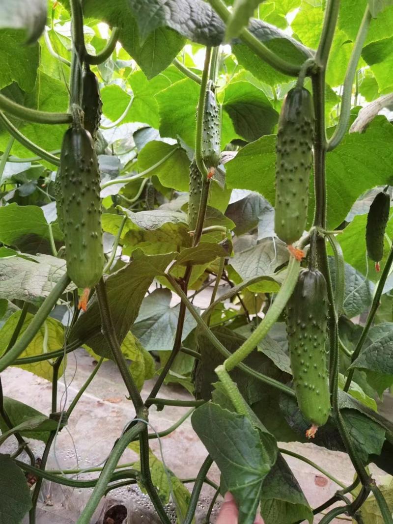 嫁接旱黄瓜植株长势旺抗性高产量高颜色亮绿旱
