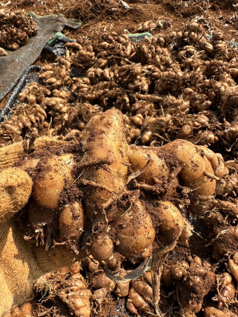 广西沙姜，自有基地常年供货，量大从优，欢迎电联采购