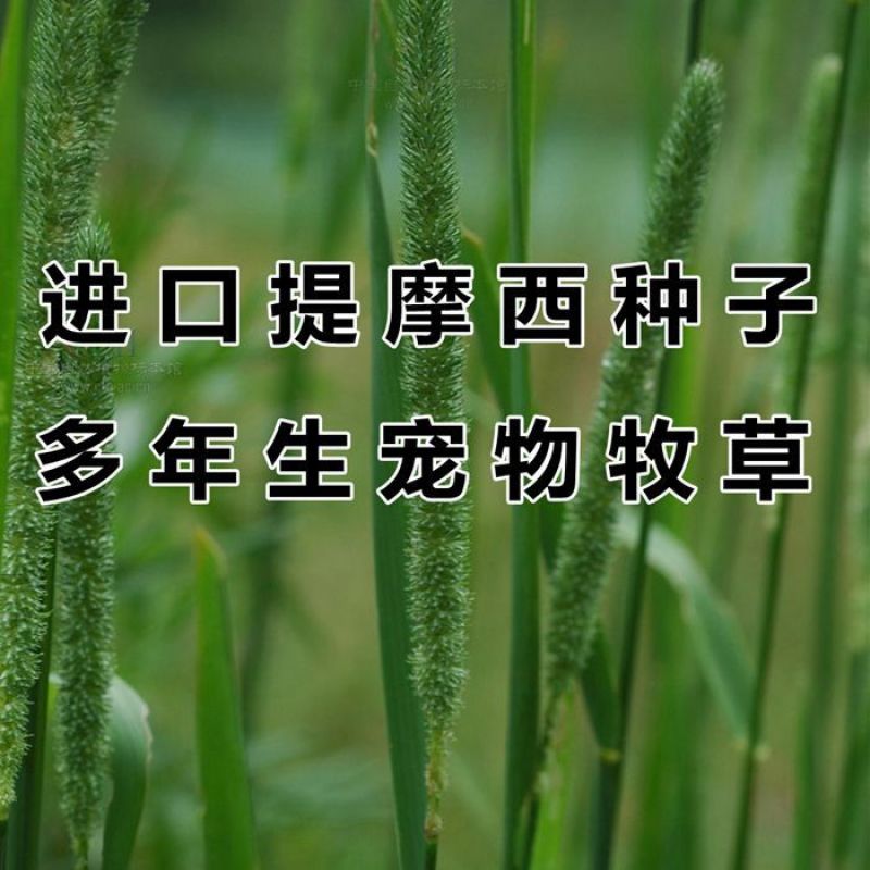 猫尾草种子，提摩西草种子正宗梯多年生牧草籽兔子豚鼠荷兰