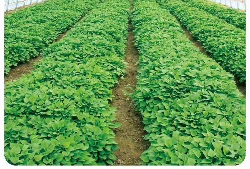 一片整齐种植的济薯26号红薯田,植株叶片浓绿,藤蔓健壮,土壤疏松透气,展示出良好的田间长势,背景为山东丘陵地区典型农田环境 济薯26号红薯田间生长实景