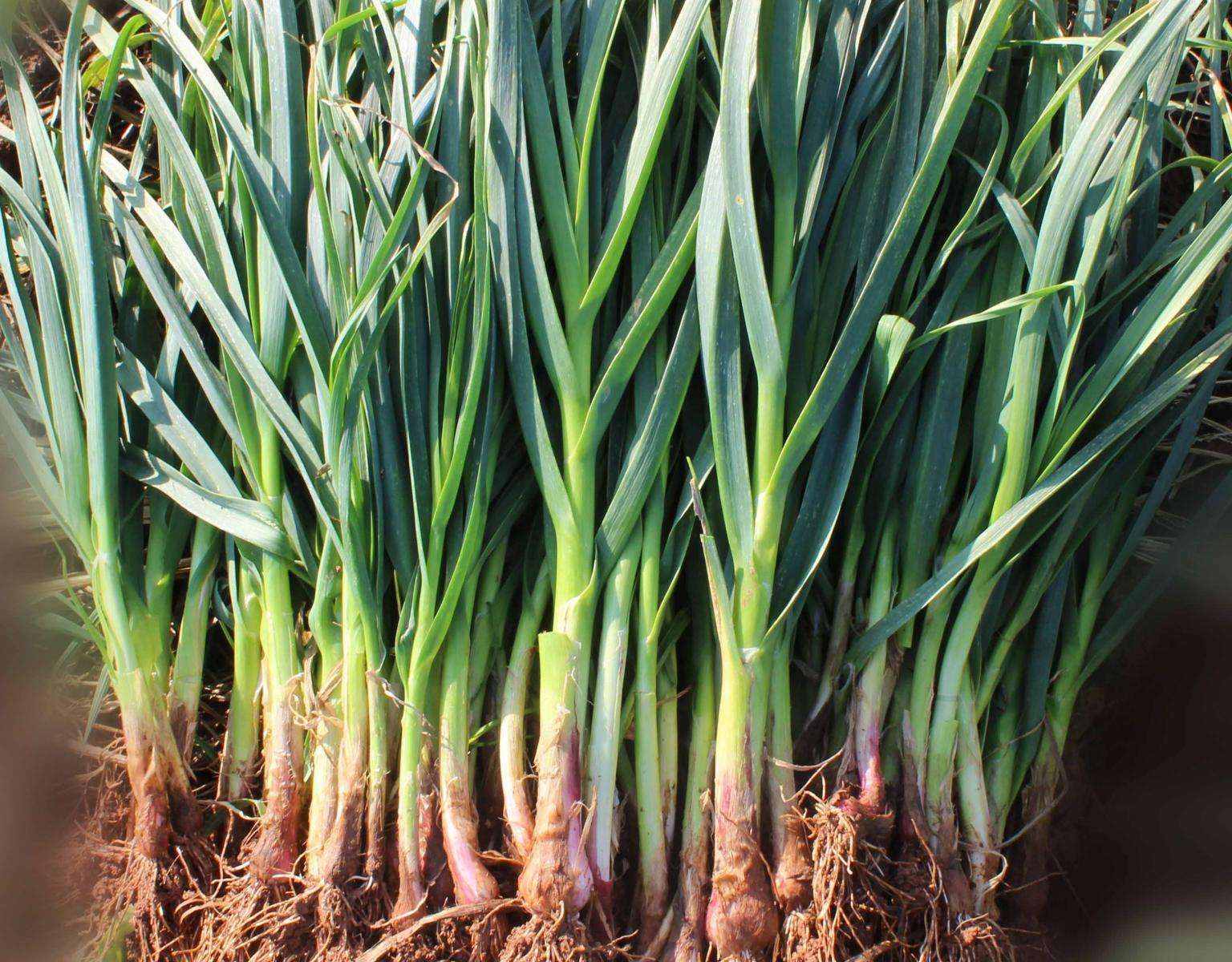 一束新鲜采摘的蒜苗,茎叶翠绿挺拔,根部带有少量泥土,整体呈细长条状,背景为田园土壤环境 蒜苗特写