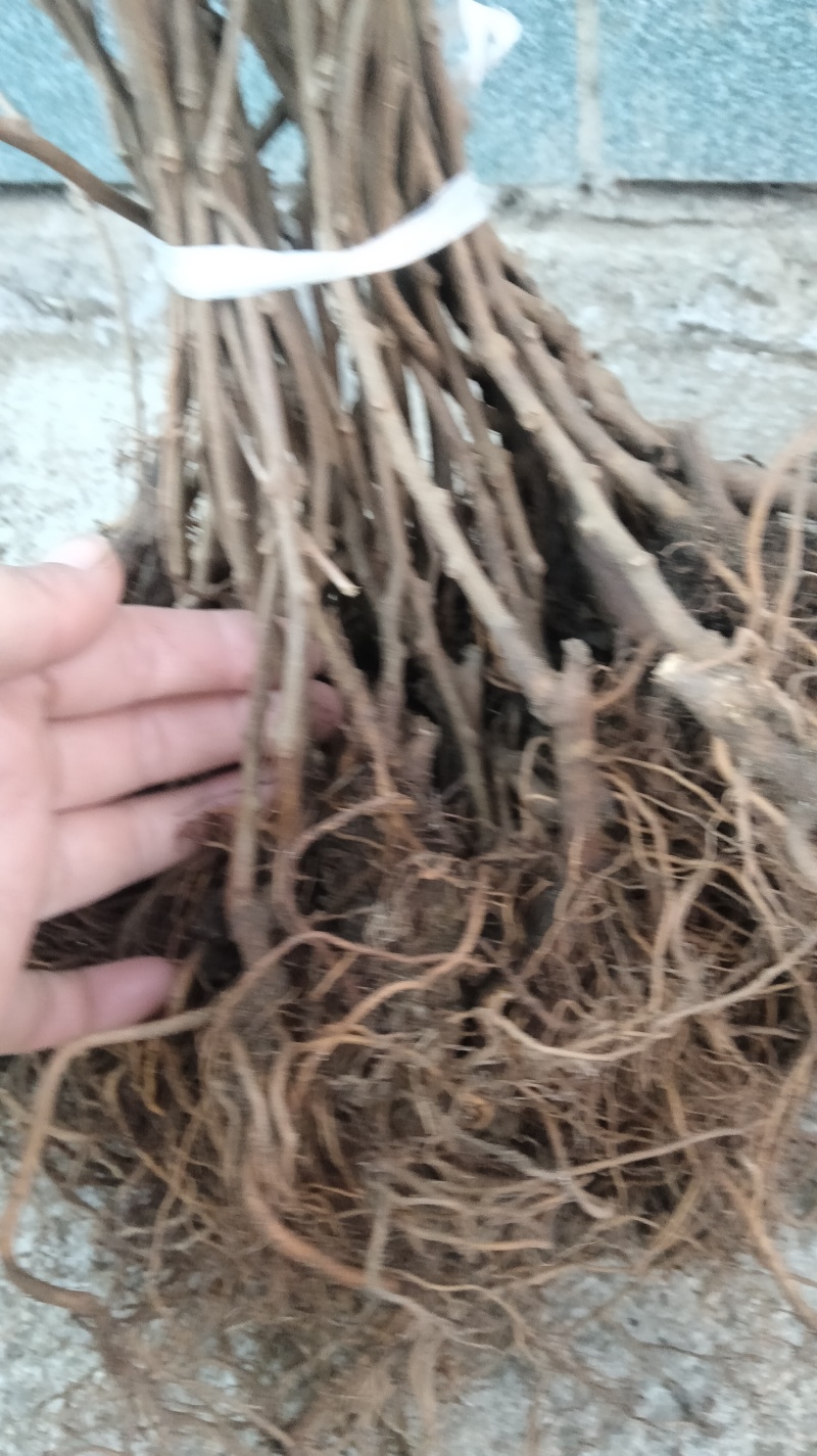 软枣猕猴桃小苗，当年扦插，自己家果园采穗，品种有保障