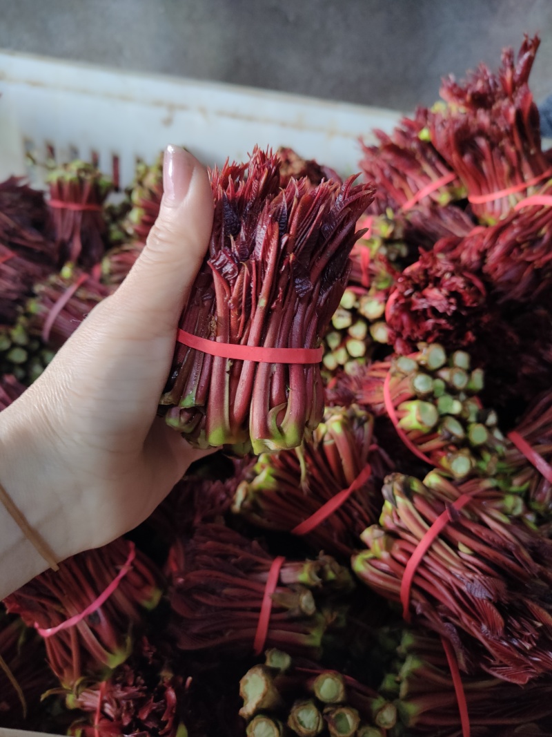 露天一级红香椿芽