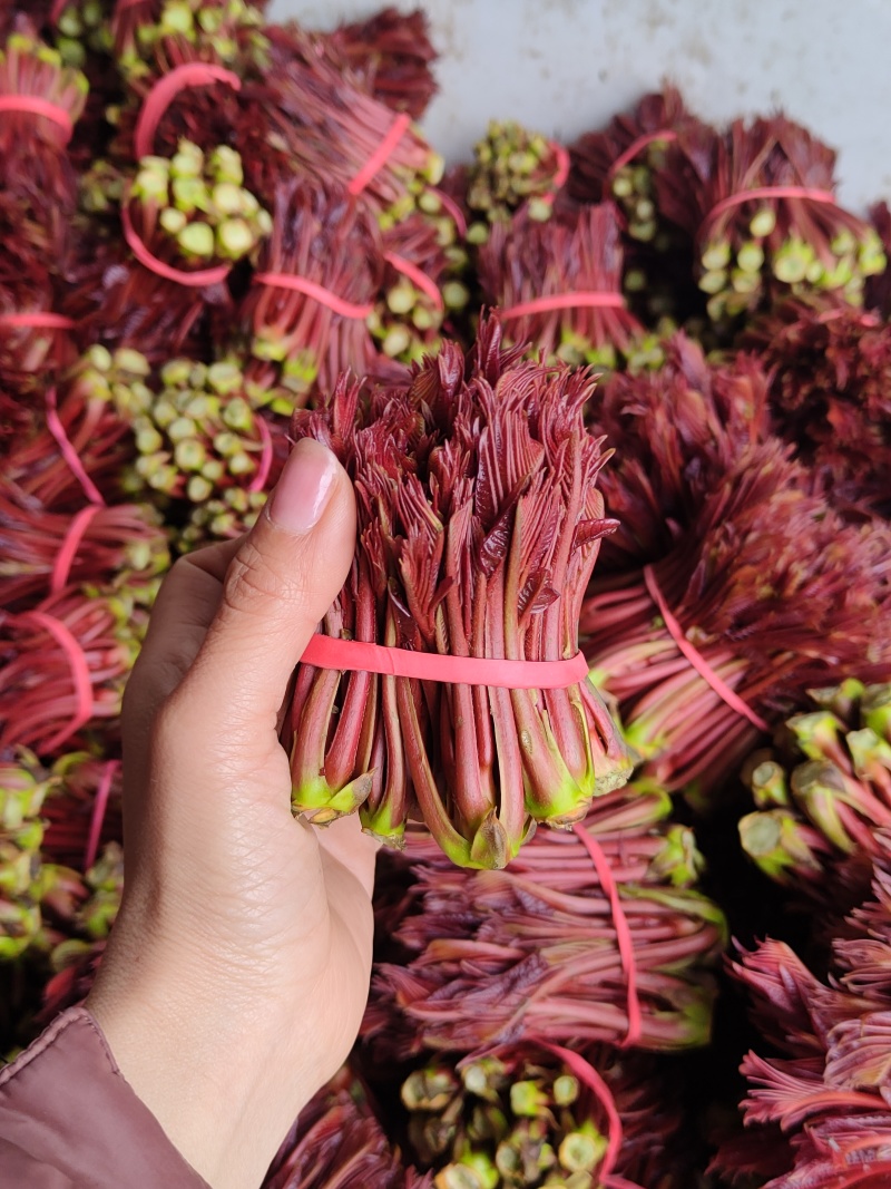 露天一级红香椿芽