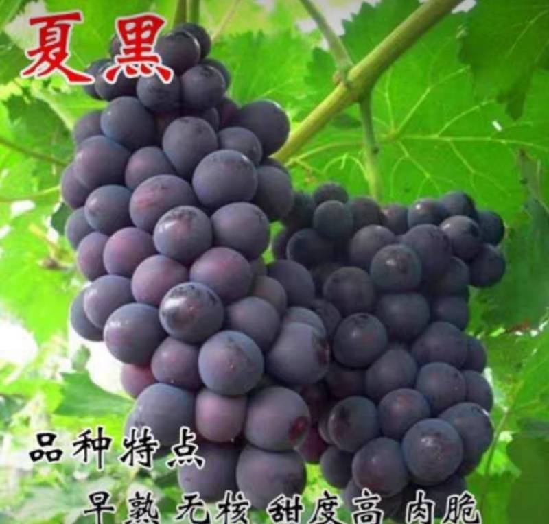葡萄苗早夏无核葡萄苗