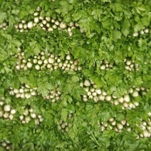 本地西芹大量现货欢迎下单
