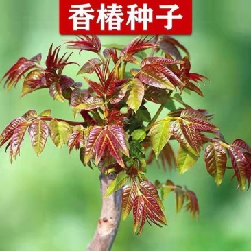 红油香椿钟子耐寒抗旱香椿树种子高产春夏秋四季庭院田园蔬菜