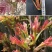 红油香椿钟子耐寒抗旱香椿树种子高产春夏秋四季庭院田园蔬菜
