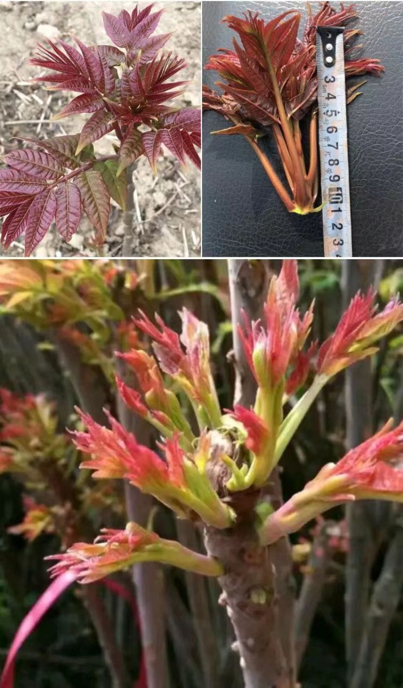 红油香椿钟子耐寒抗旱香椿树种子高产春夏秋四季庭院田园蔬菜
