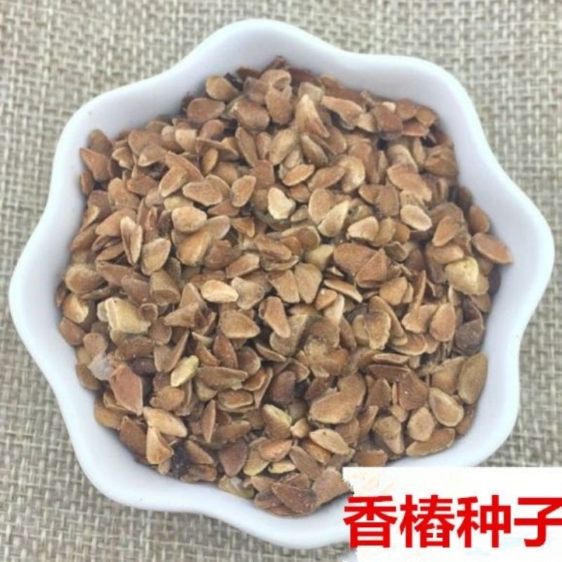 红油香椿钟子耐寒抗旱香椿树种子高产春夏秋四季庭院田园蔬菜