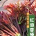 红油香椿钟子耐寒抗旱香椿树种子高产春夏秋四季庭院田园蔬菜
