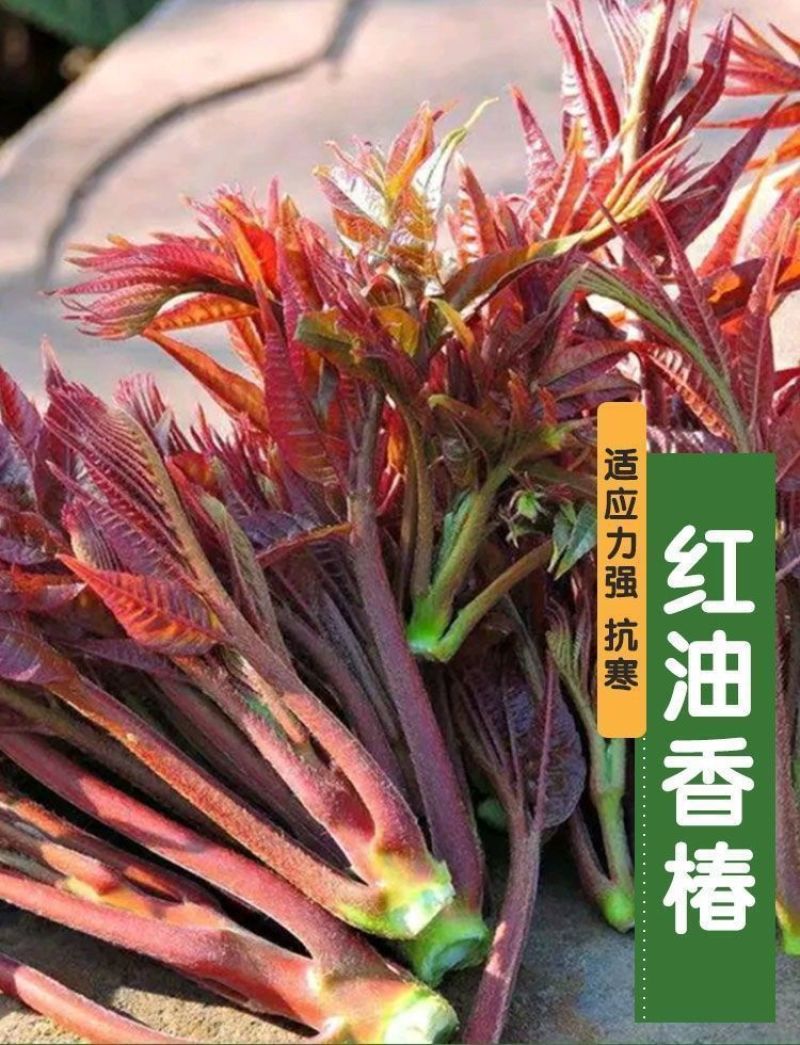 红油香椿钟子耐寒抗旱香椿树种子高产春夏秋四季庭院田园蔬菜