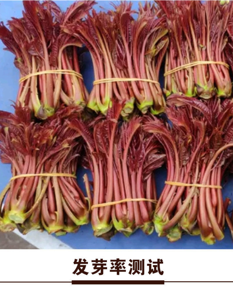 红油香椿钟子耐寒抗旱香椿树种子高产春夏秋四季庭院田园蔬菜