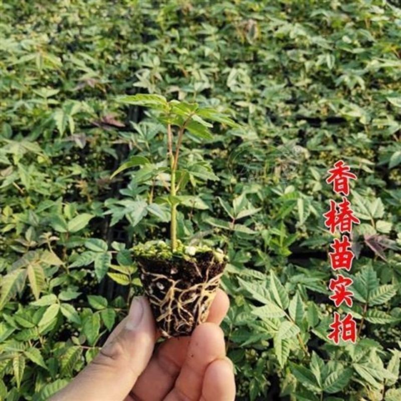 红油香椿钟子耐寒抗旱香椿树种子高产春夏秋四季庭院田园蔬菜