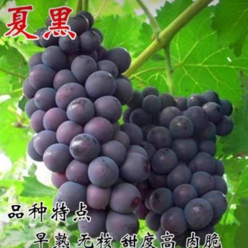 葡萄苗早夏无核葡萄苗
