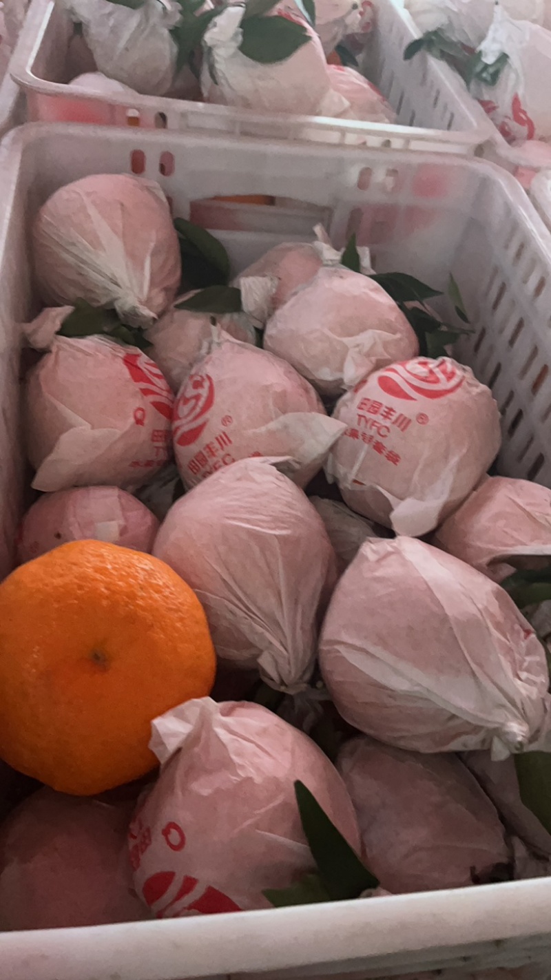 蒲江春见柑橘耙耙柑，商品果，高次果，平台货，全国配货