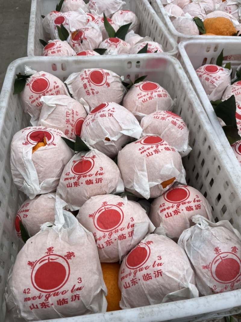 蒲江春见柑橘耙耙柑，商品果，高次果，平台货，全国配货