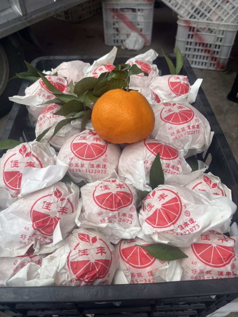 蒲江春见柑橘耙耙柑，商品果，高次果，平台货，全国配货