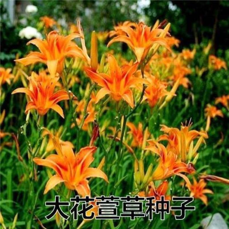 大花萱草种子花卉种子萱草种子金娃娃萱草种子红运红花萱草种