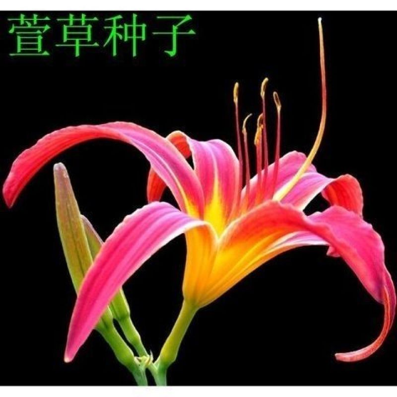 大花萱草种子花卉种子萱草种子金娃娃萱草种子红运红花萱草种