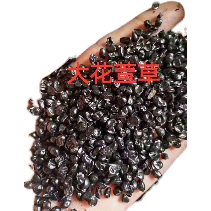 大花萱草种子花卉种子萱草种子金娃娃萱草种子红运红花萱草种
