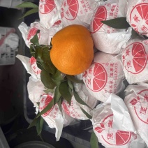 蒲江春见柑橘耙耙柑，商品果，高次果，平台货，全国配货