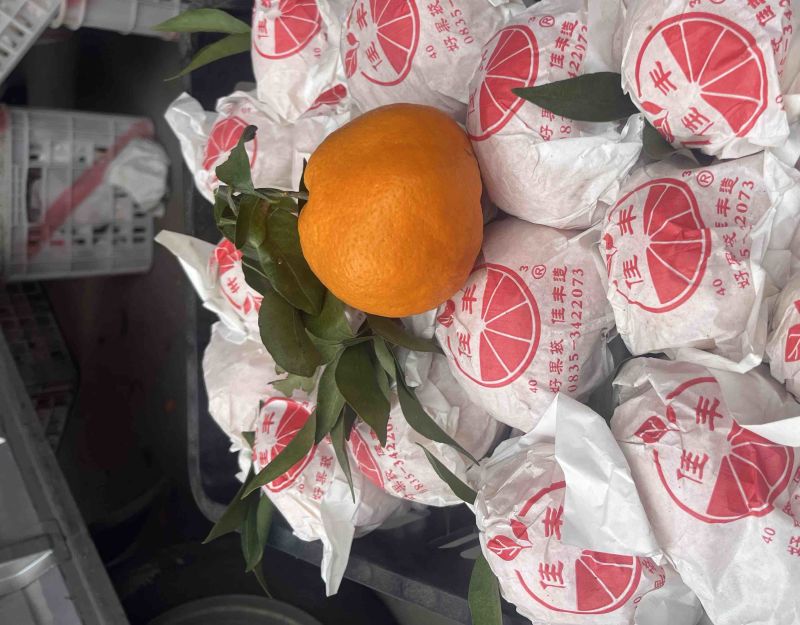 蒲江春见柑橘耙耙柑，商品果，高次果，平台货，全国配货