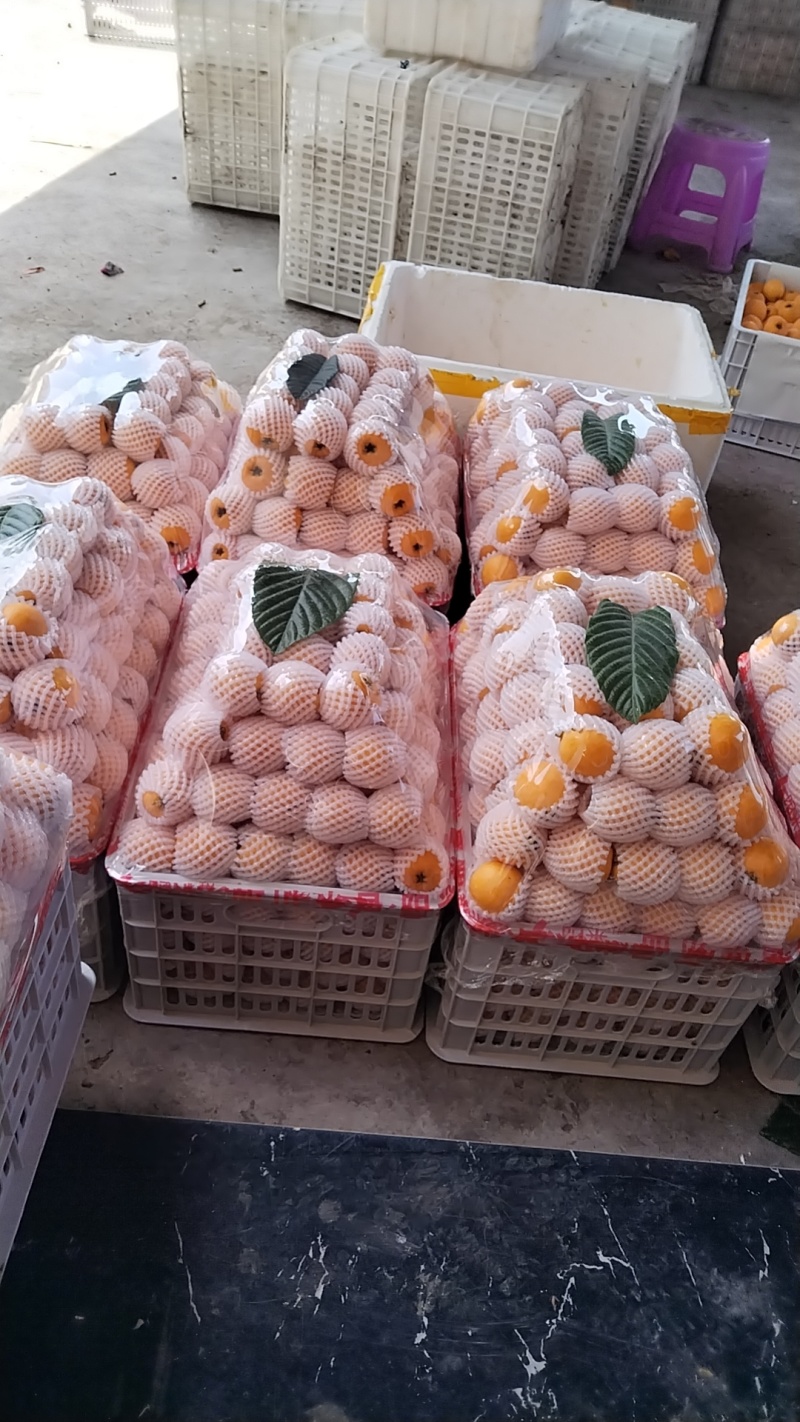 云南省昭通金沙江边的大五星枇杷，口感好纯甜无酸，精品货有