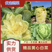 【优选黄心大白菜】山东泰安产区大量现货直发，欢迎来电订购