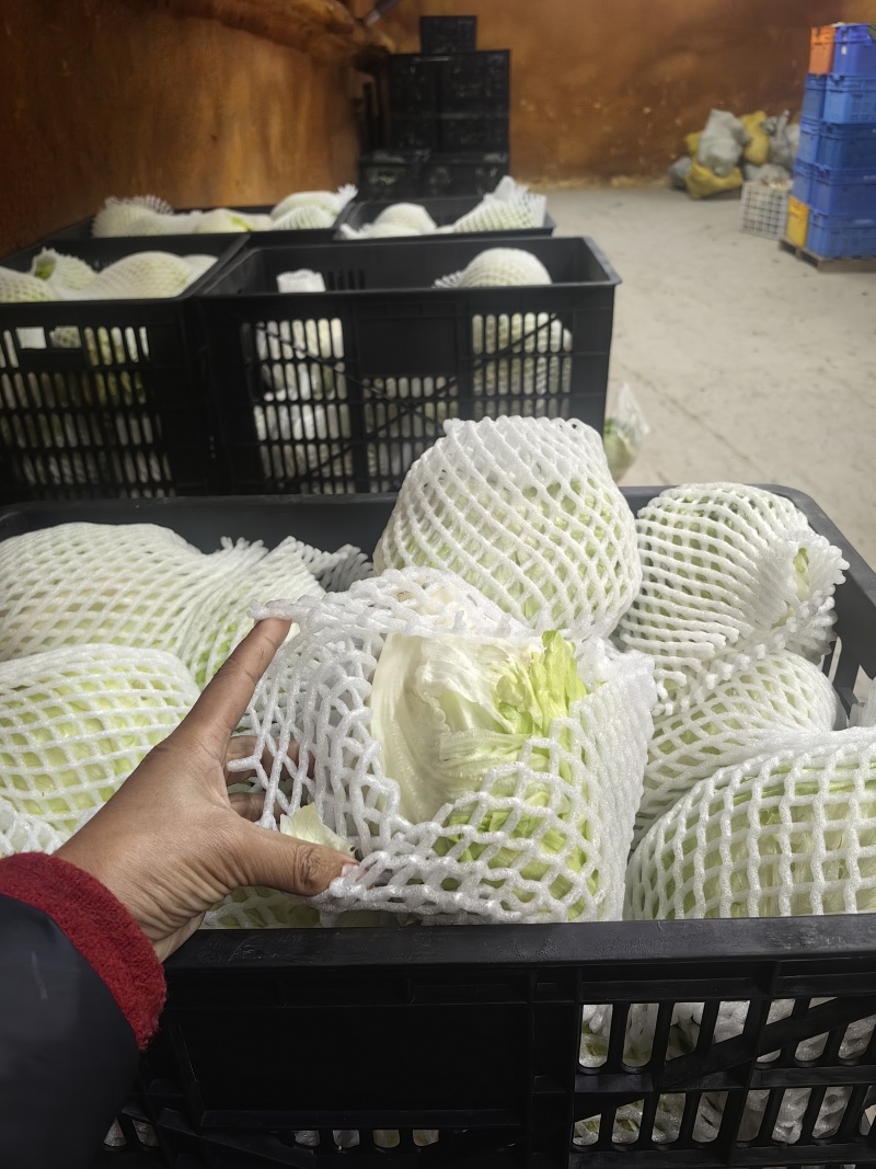 1300亩球生菜三月份开始上市，支持各种订单包装