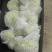 1300亩球生菜三月份开始上市，支持各种订单包装