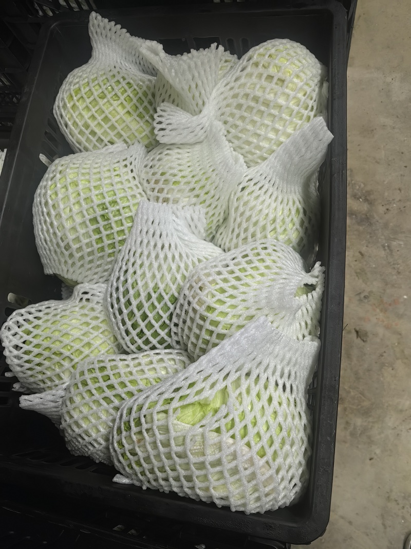 1300亩球生菜三月份开始上市，支持各种订单包装