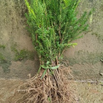 基地直销夏禹林曼地亚红豆杉小苗裸根苗根系发达易养护
