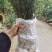 基地直销夏禹林曼地亚红豆杉小苗裸根苗根系发达易养护