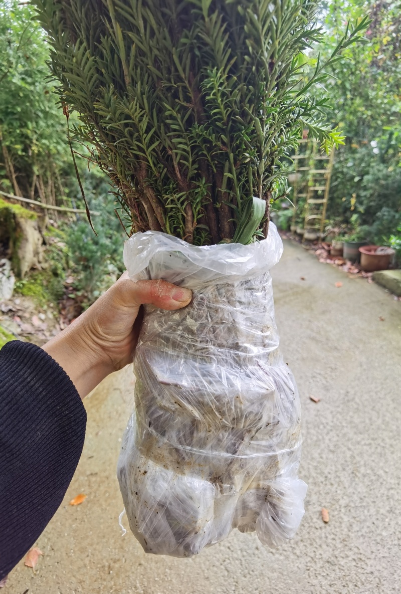 基地直销夏禹林曼地亚红豆杉小苗裸根苗根系发达易养护