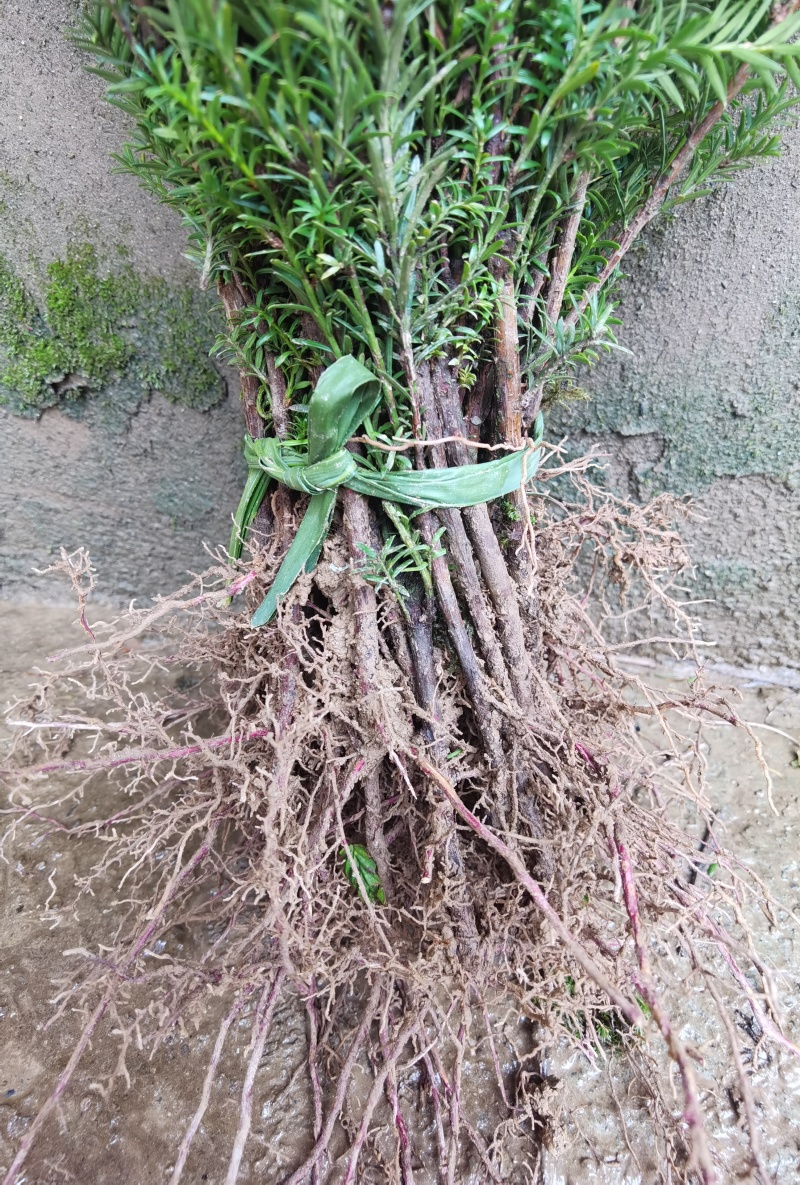 基地直销夏禹林曼地亚红豆杉小苗裸根苗根系发达易养护