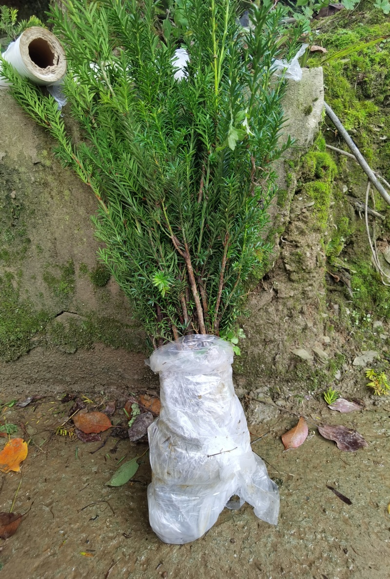 基地直销夏禹林曼地亚红豆杉小苗裸根苗根系发达易养护
