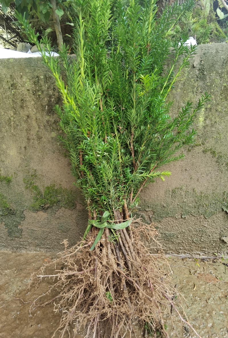 基地直销夏禹林曼地亚红豆杉小苗裸根苗根系发达易养护