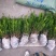 基地直销夏禹林曼地亚红豆杉小苗裸根苗根系发达易养护