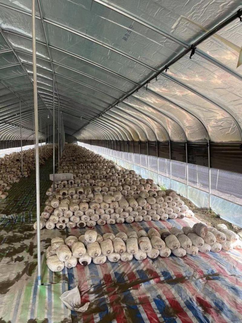 养殖大棚羊棚牛棚养猪大棚十年质保全国发货