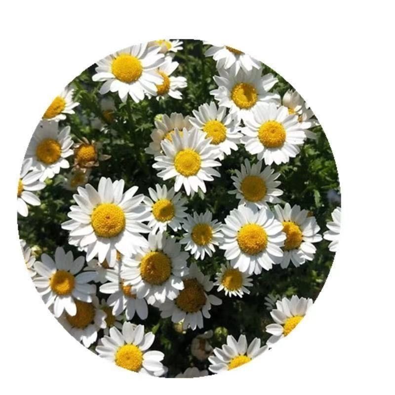 白晶菊花种子四季开花易活花种籽子庭院室外花籽阳台盆栽耐寒
